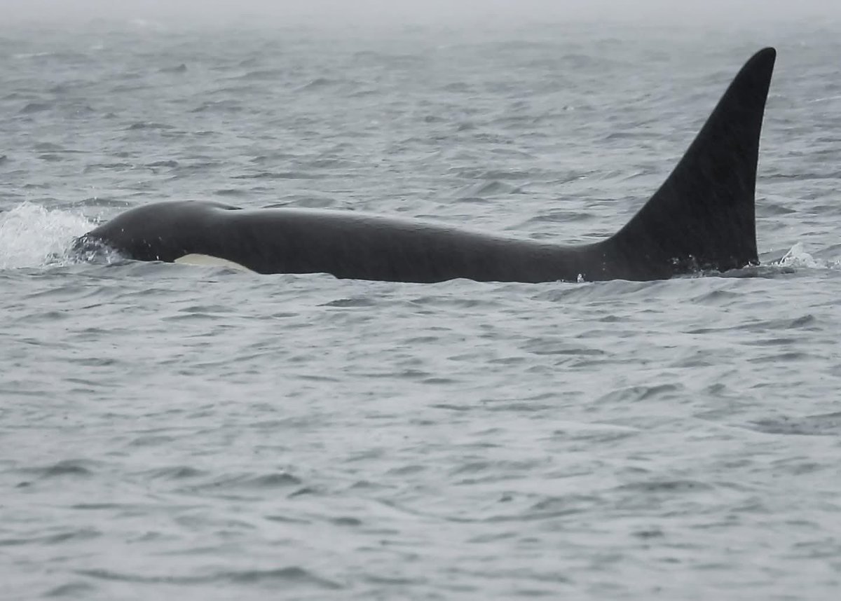 Orca Conservancy tweet media