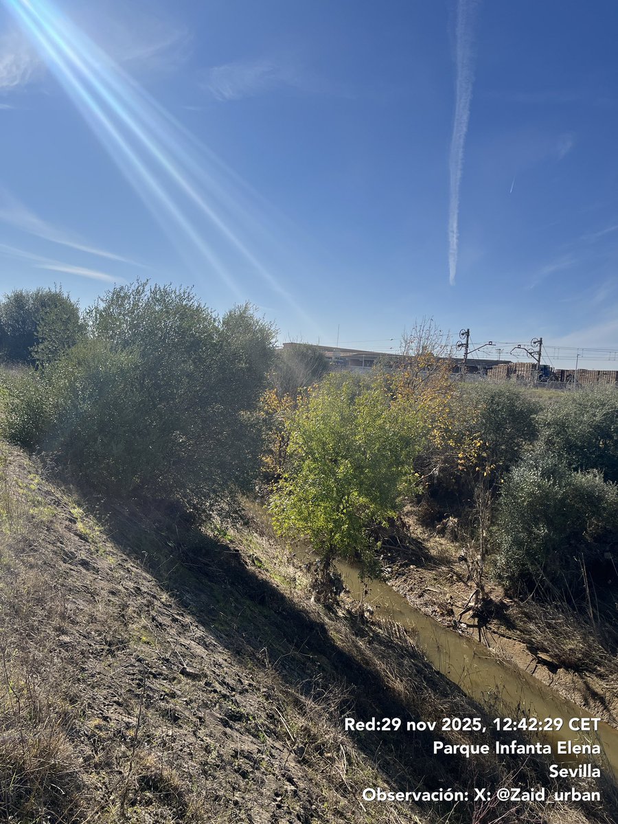 Zaid_urban's tweet photo. ¿Crees que el Arroyo Ranillas debería transformarse en un espacio verde accesible para el barrio o mantenerse como está actualmente? #sevillla #sevillaeste #ranillas #tamarguillo #alcolsa @Ayto_Sevilla @DtoEsteAlcTorre https://t.co/KXsqIvYVE4