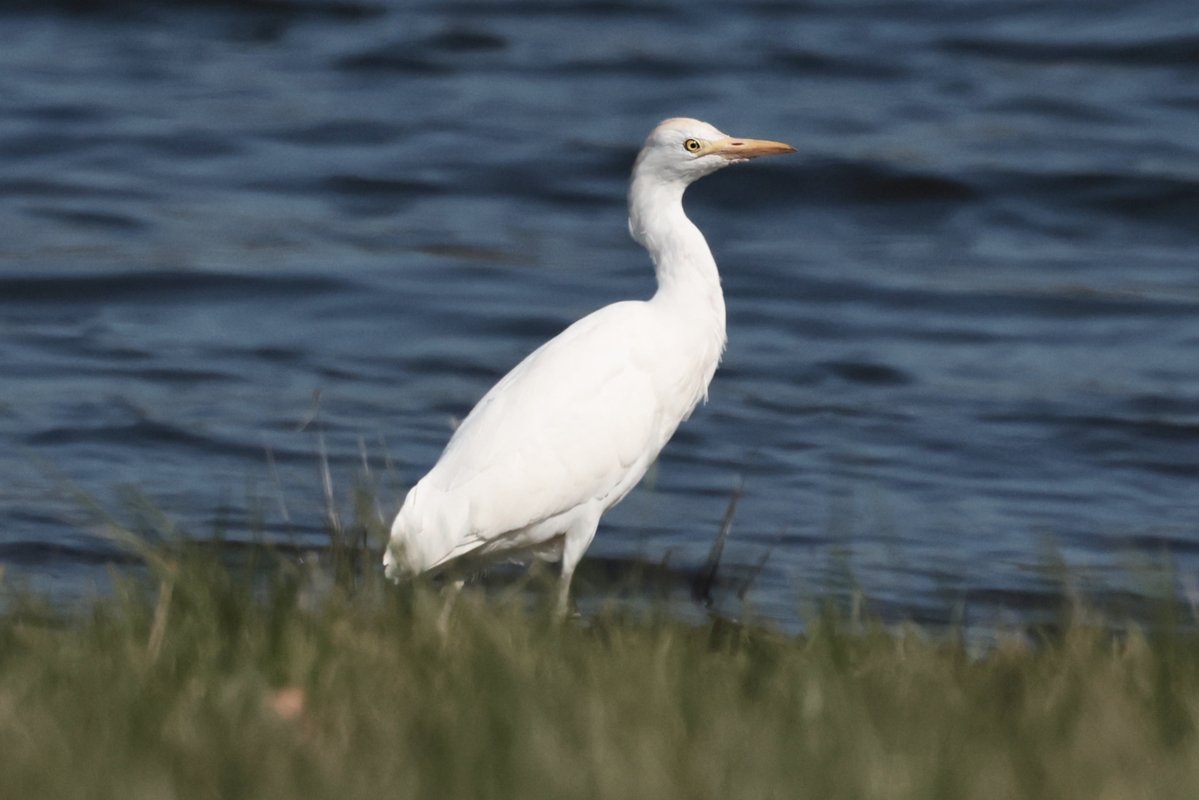 Christopher Teague tweet media