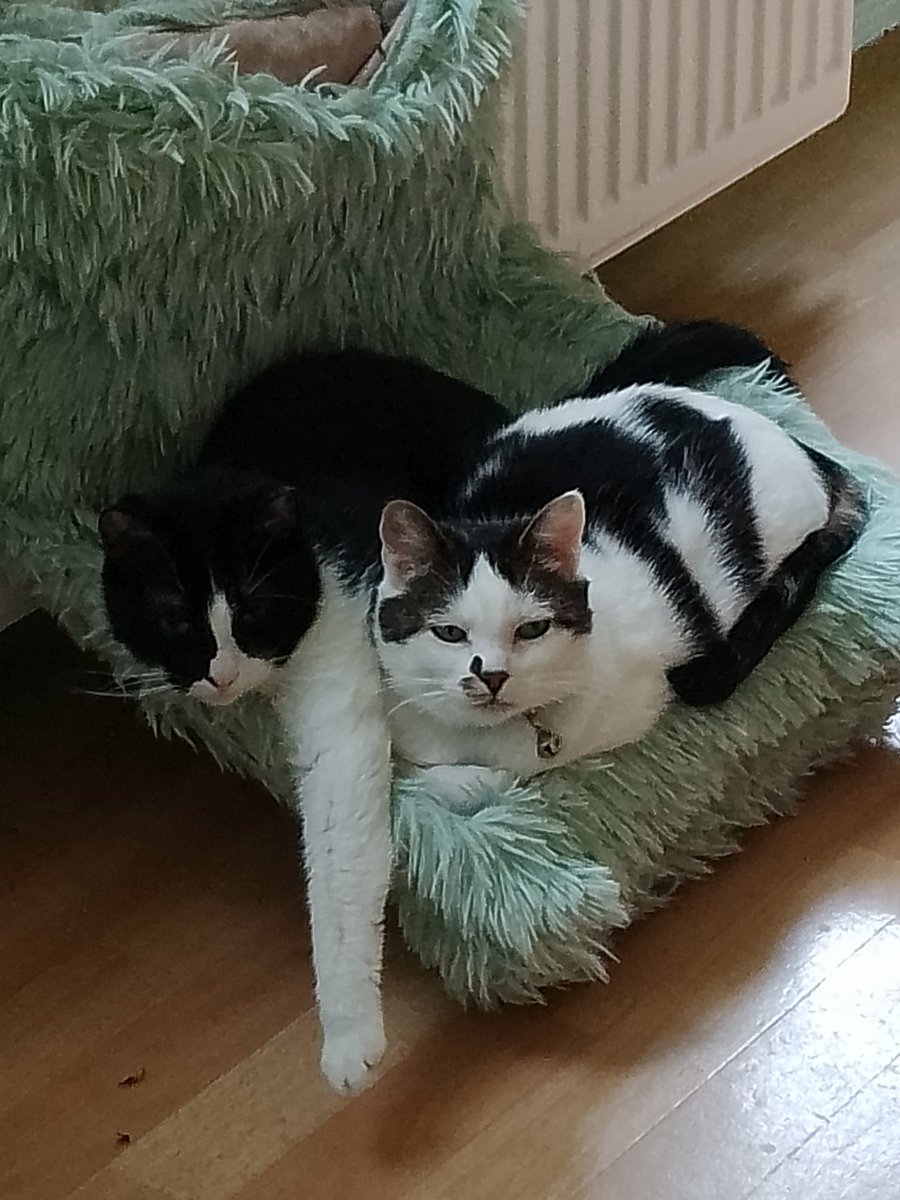 Sparkle & Lilibet from da Yurpean Onion🇪🇺🇩🇪 tweet media