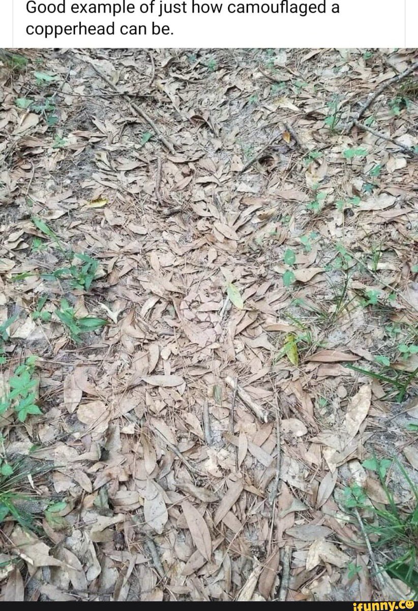 Steve 🇺🇸 tweet media