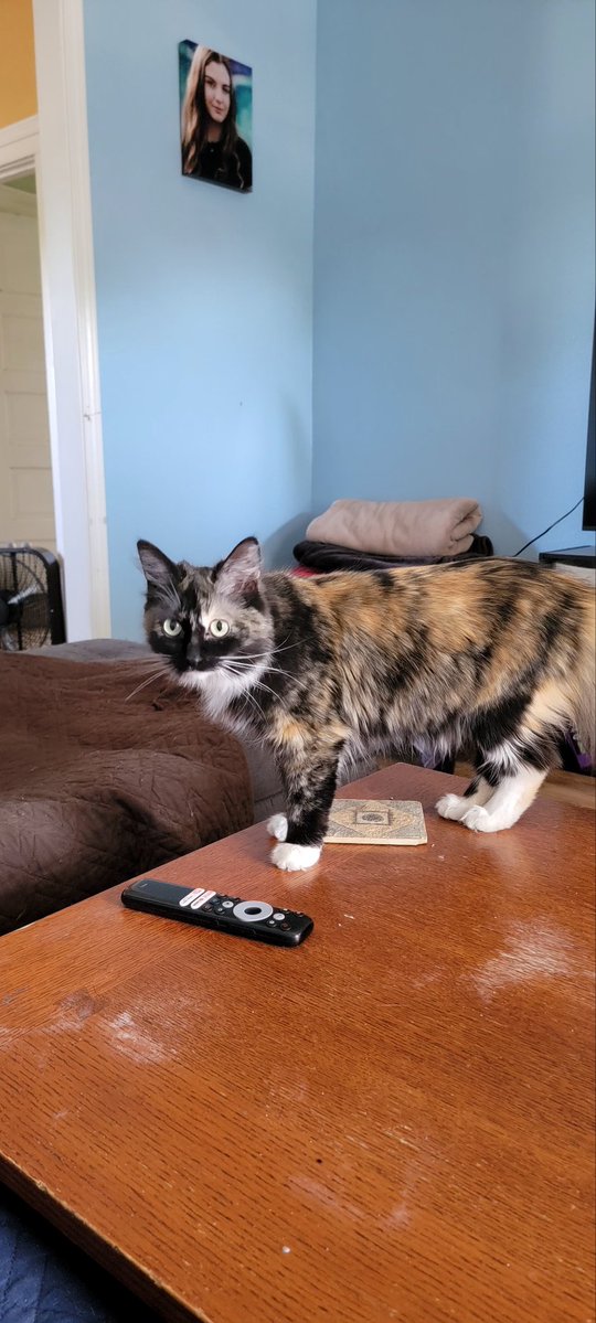 Freckled Ginger tweet media