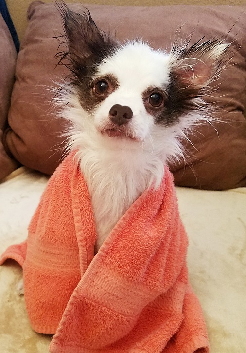 Charlie Boo 💙🐶 tweet media