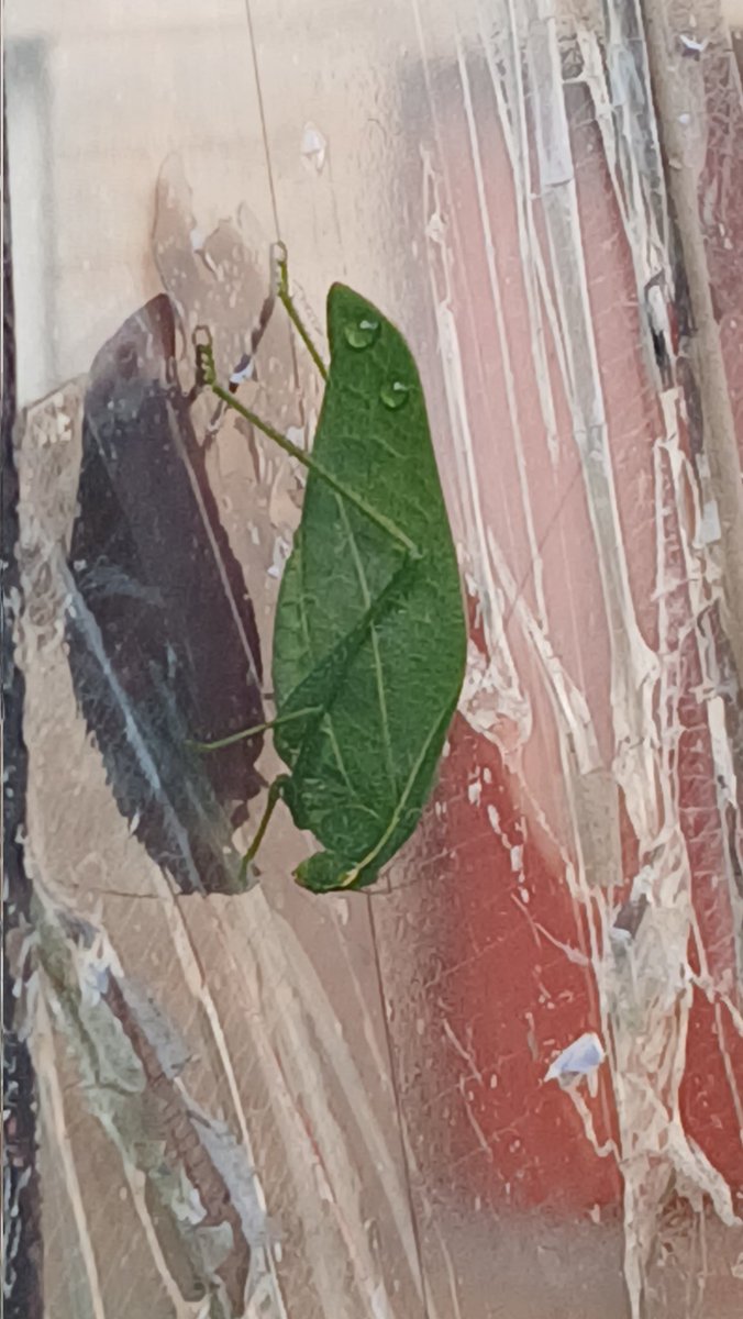 TSHEPO D.M tweet media