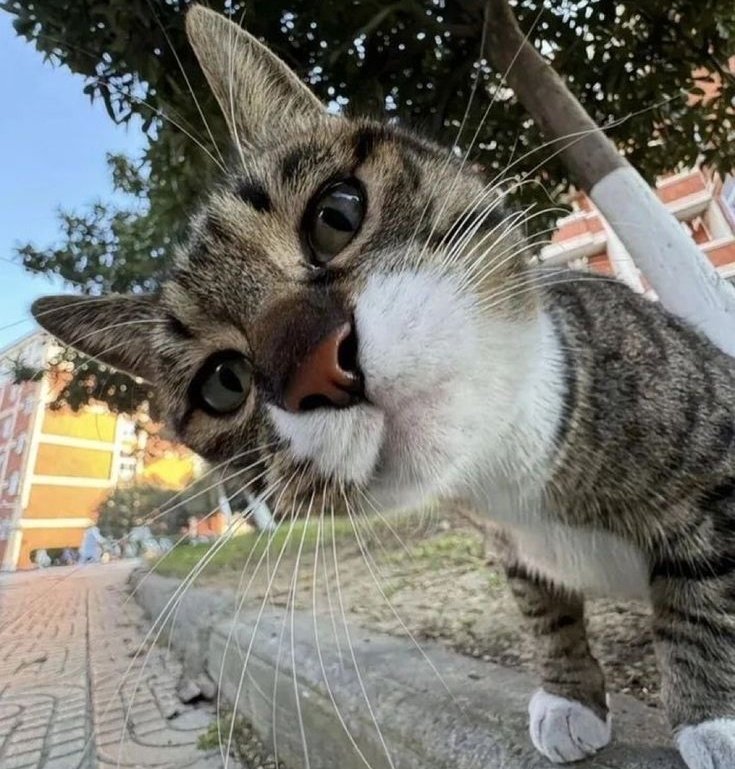 Vandana 🦋🦋 tweet media