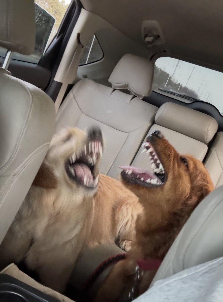 Perrito Modorrito tweet media