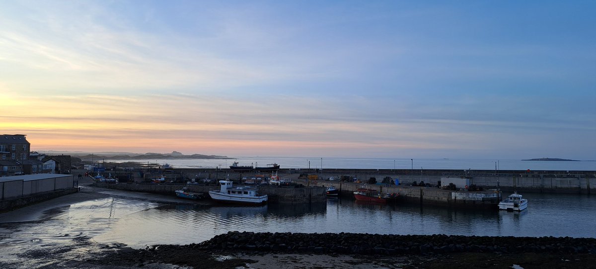 Alison Bosworth 🦇🦎 tweet media