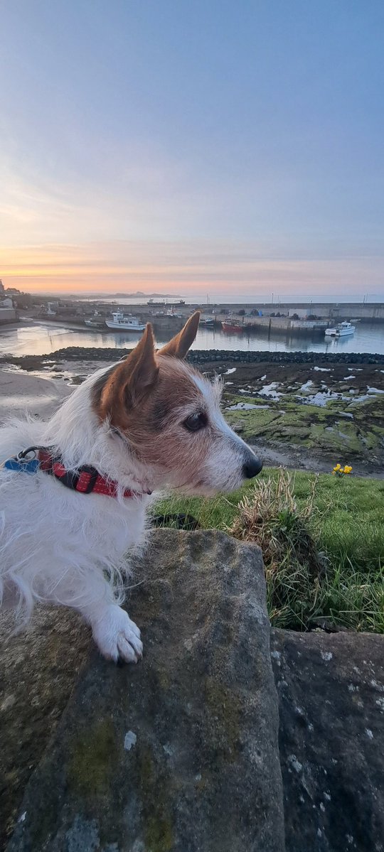 Alison Bosworth 🦇🦎 tweet media