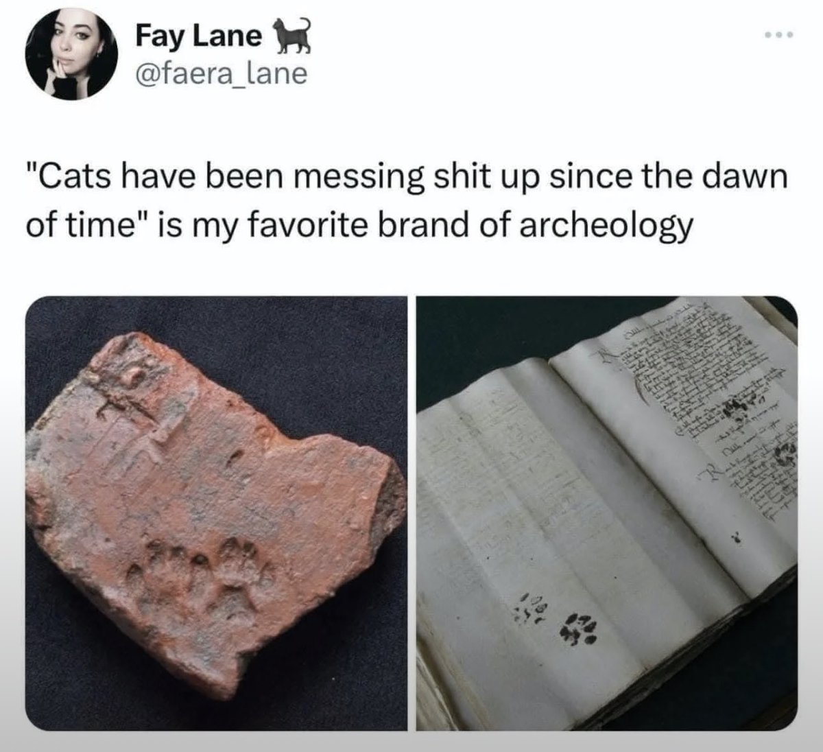 cats with powerful impression 🐾 tweet media