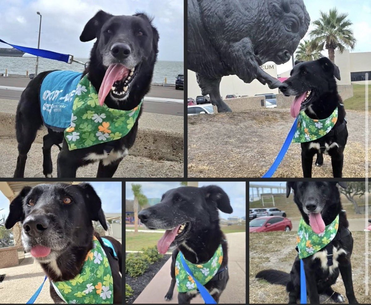 SamfromSpain♥️🐕🦮🐈‍⬛🐈 tweet media