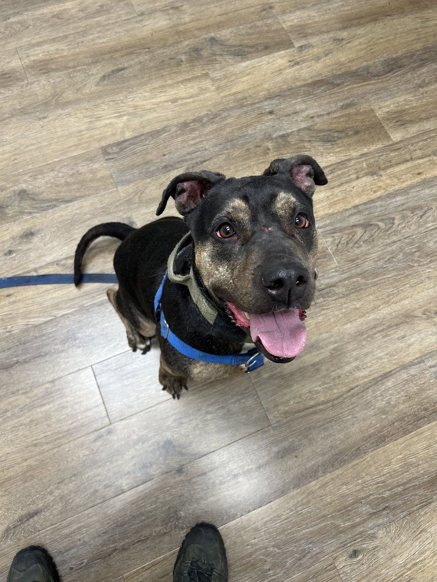 Hatchetforce tweet media