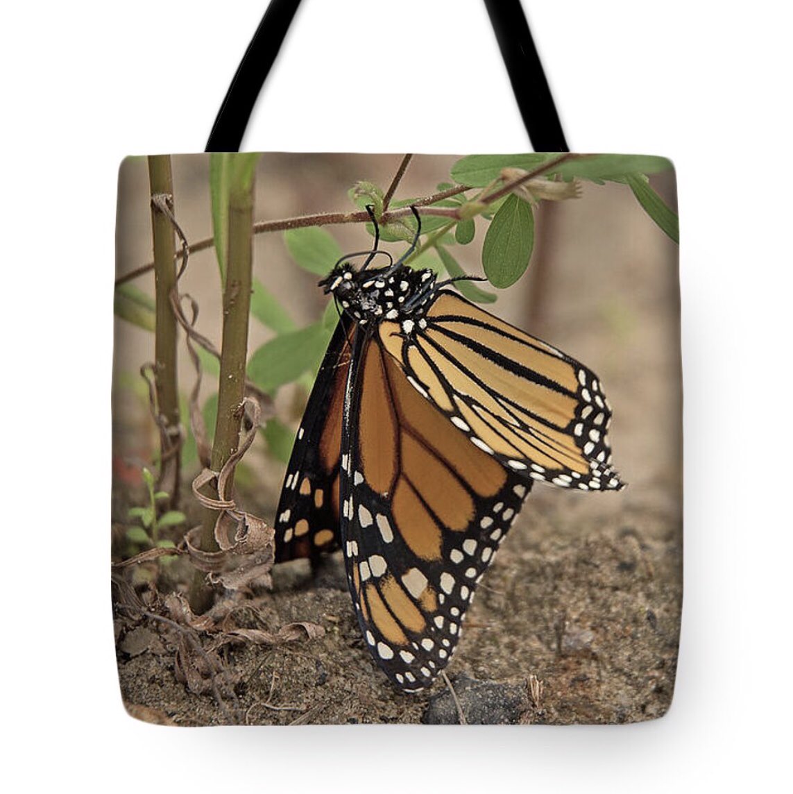 shonna99784's tweet image. Suspended Mating Monarchs Parry Sound - Tote Bag shonna-hawkins.pixels.com/featured/suspe…

#Suspended #Mating #Monarchs #ParrySound #MonarchButterflies #Butterflies #ToteBag #ShonnaHawkinsPhotography #BuyIntoArt