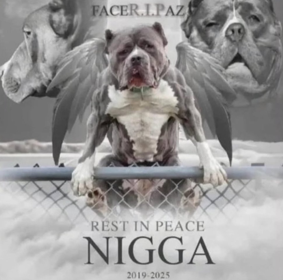 brainrot dimension tweet media