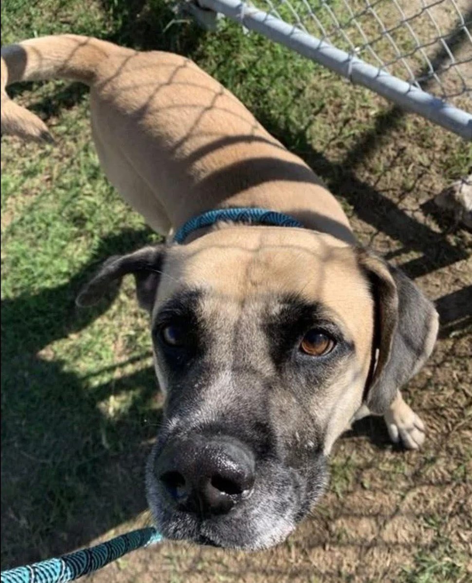 SamfromSpain♥️🐕🦮🐈‍⬛🐈 tweet media