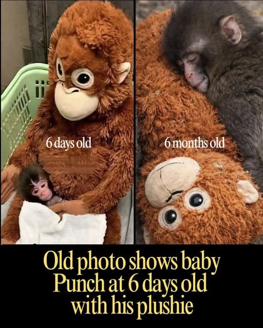 ANIMALIA tweet media