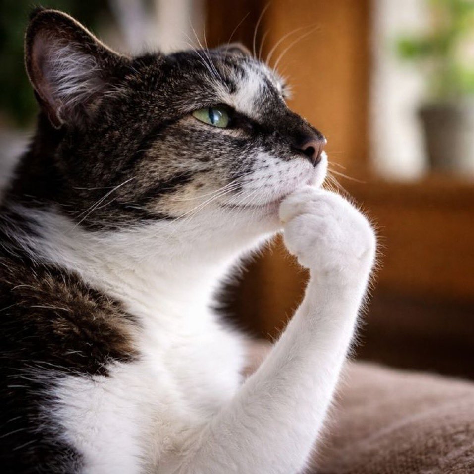 einstein. tweet media