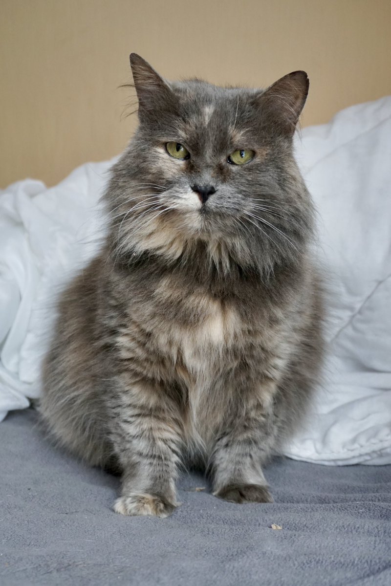 Міністерство котячих справ tweet media