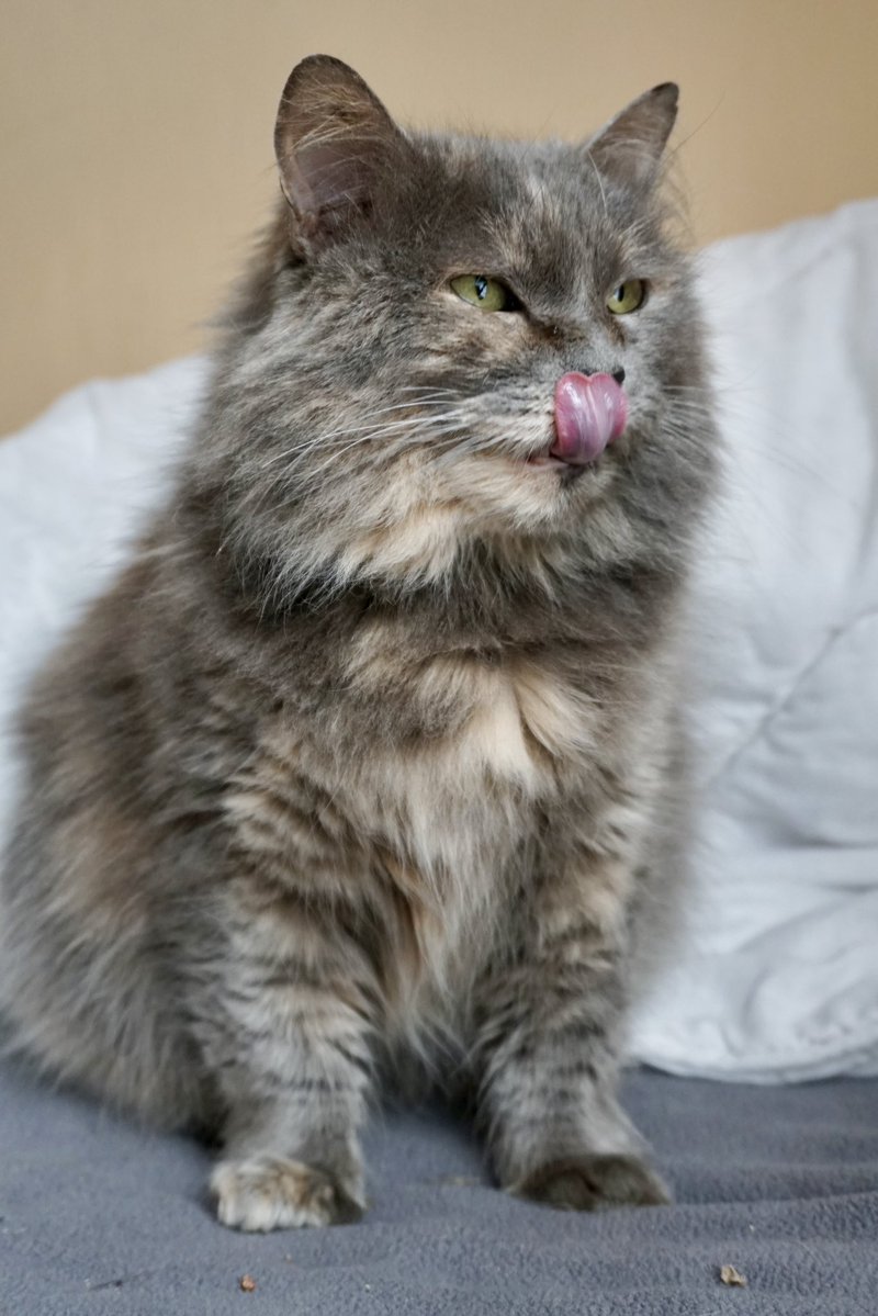 Міністерство котячих справ tweet media