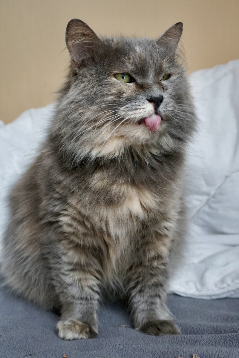 Міністерство котячих справ tweet media