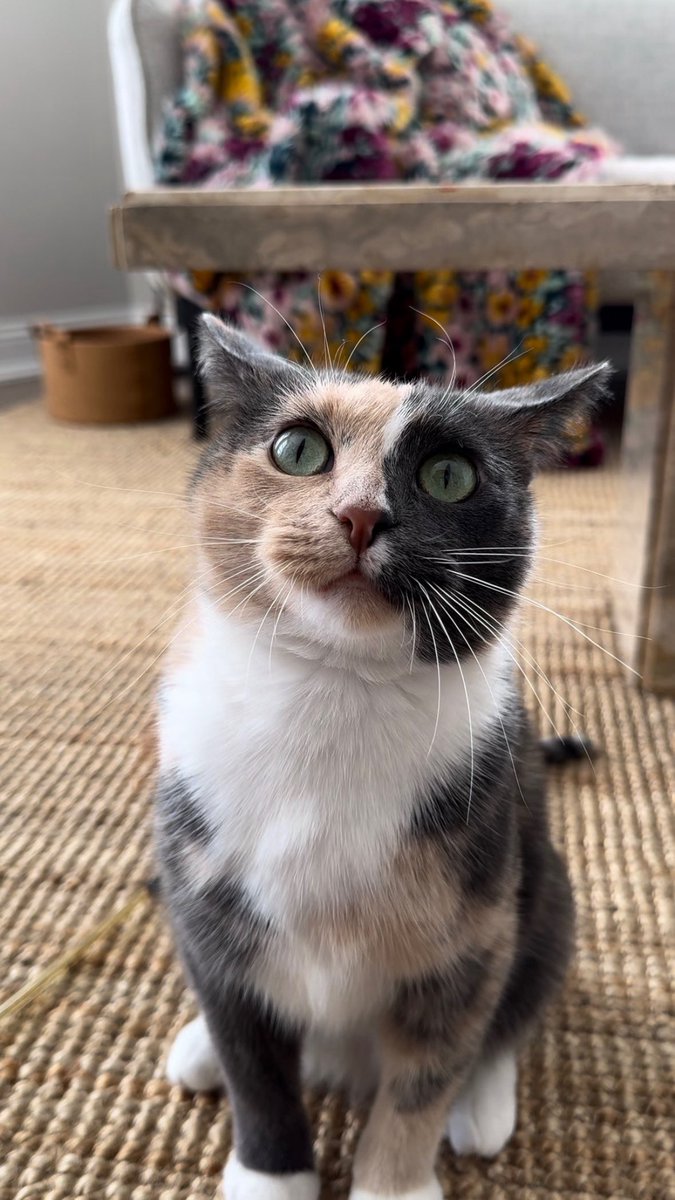 blossomthecat tweet media