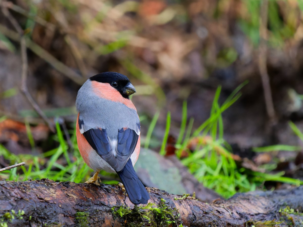 Michael Sanders tweet media