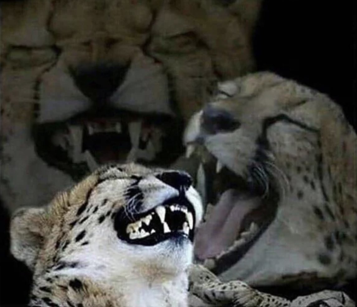 Moonsault Slayer tweet media