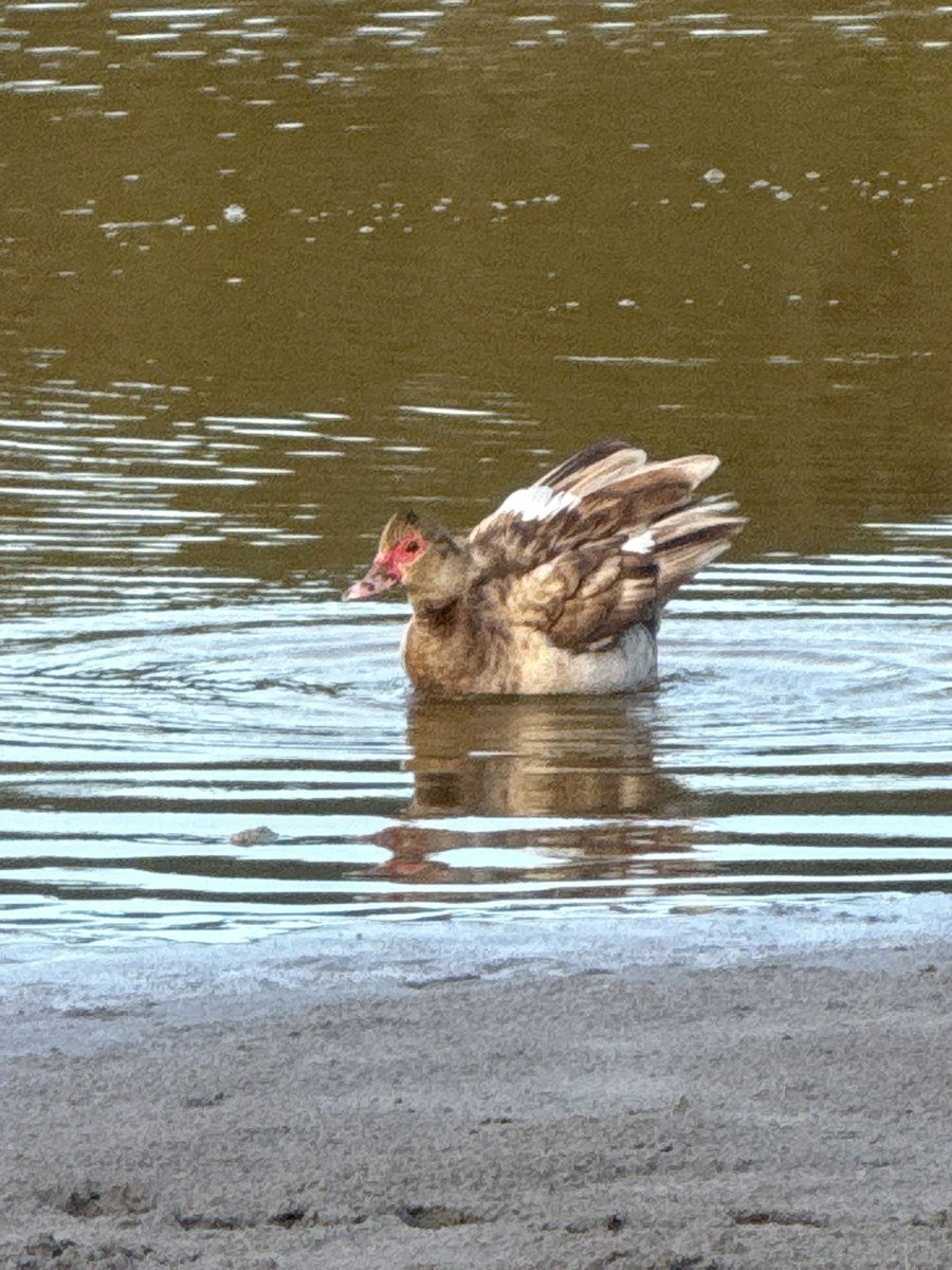 🇺🇸 Dave 🇺🇸 tweet media