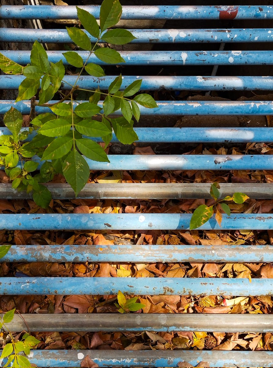 🫧 🪸Isa🪸 🫧 tweet media