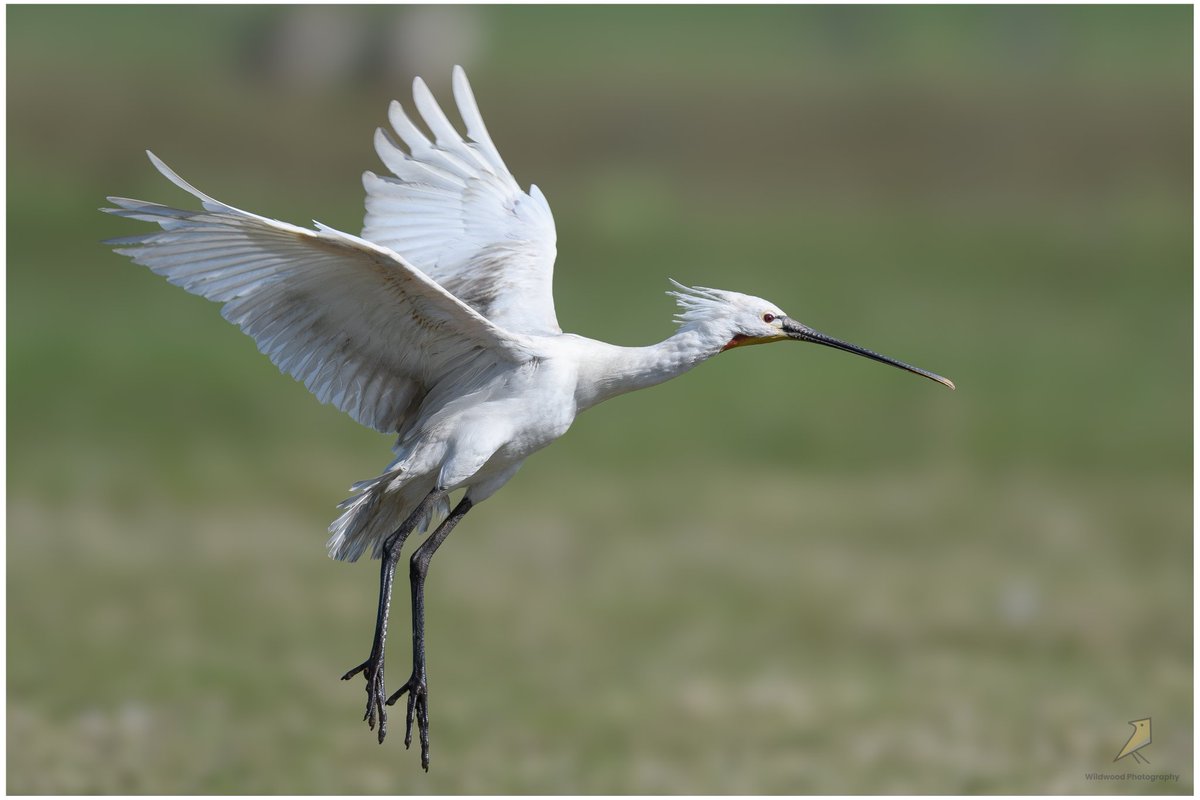 Wildwood Nature Photography (Lee) Ⓥ tweet media