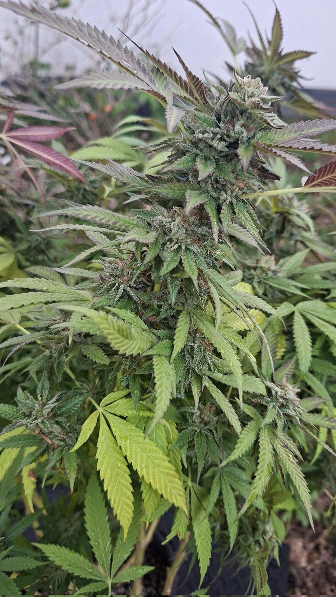 Mr. F 🇿🇦 🇨🇩 🇵🇸 🇸🇩 tweet media