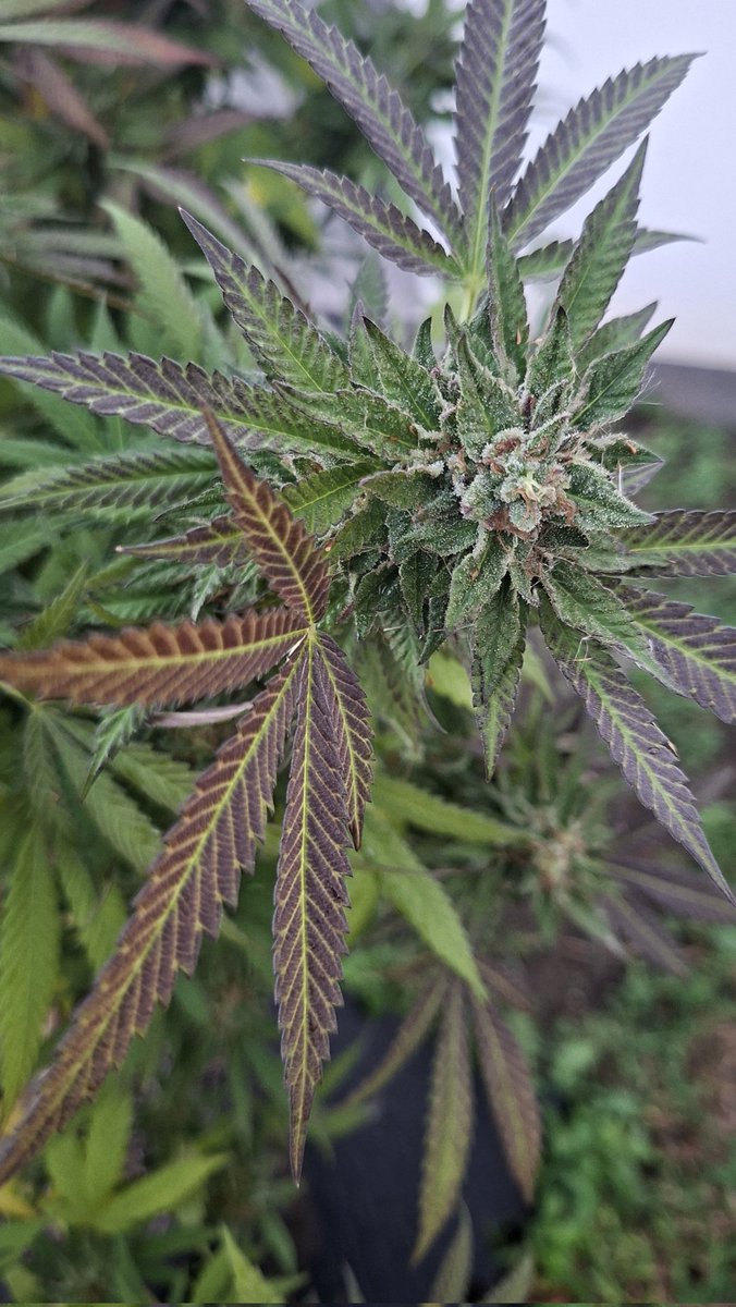 Mr. F 🇿🇦 🇨🇩 🇵🇸 🇸🇩 tweet media