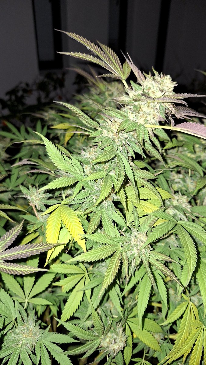 Mr. F 🇿🇦 🇨🇩 🇵🇸 🇸🇩 tweet media