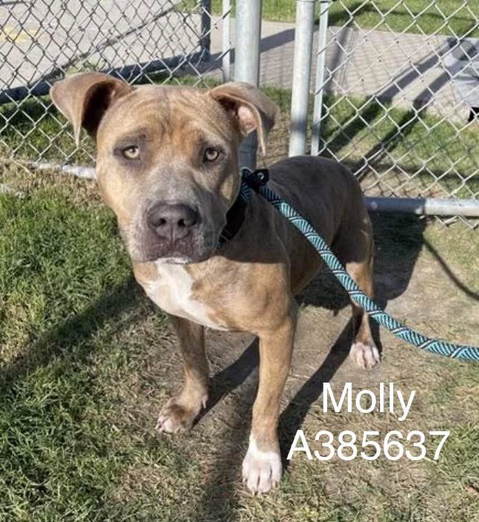 SamfromSpain♥️🐕🦮🐈‍⬛🐈 tweet media