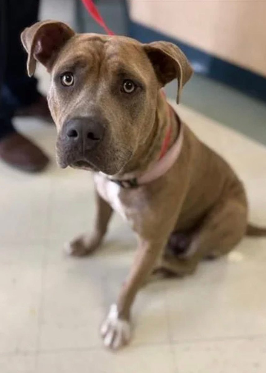 SamfromSpain♥️🐕🦮🐈‍⬛🐈 tweet media