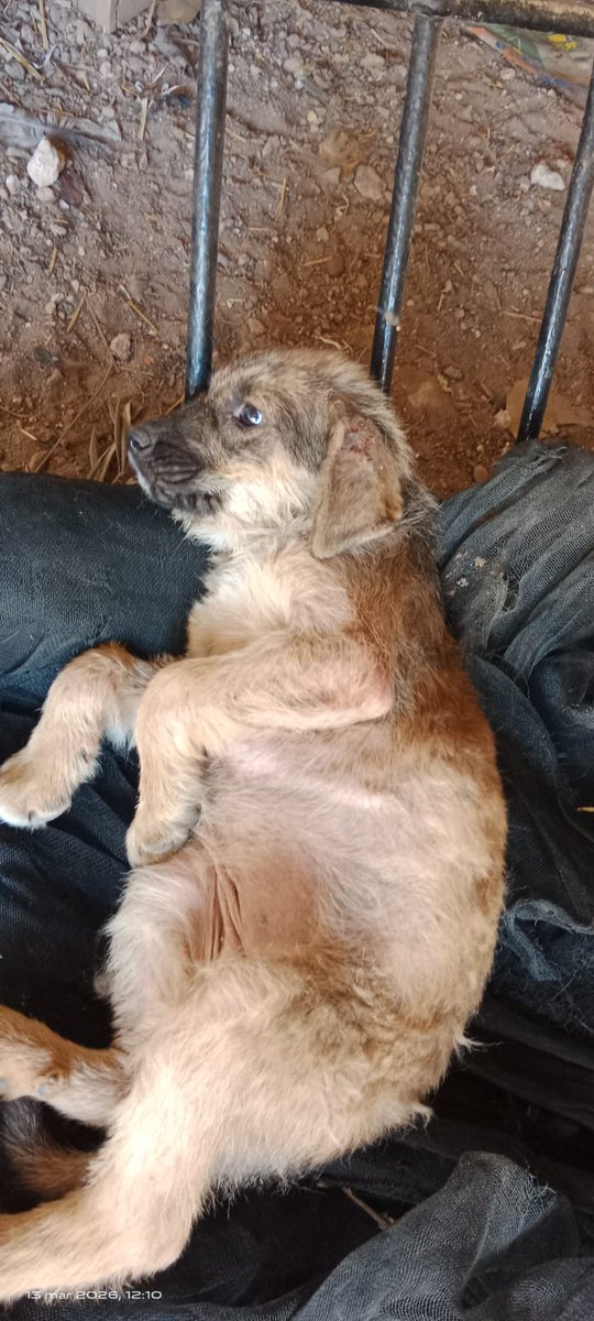 A.P.A. ARCA DEL TORCAL tweet media