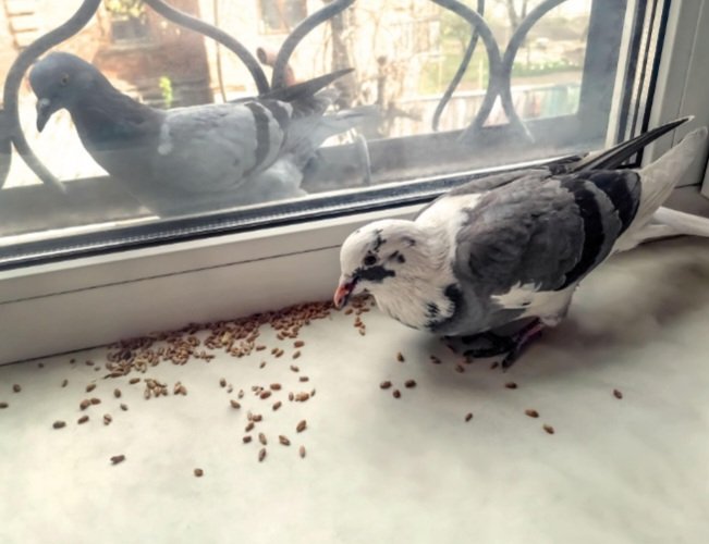 Chiomadiary's tweet photo. I fed one bird 🐦… now I have tenants I didn’t sign for 😭
They wait at my window, follow me to the kitchen, and somehow ALWAYS know when I’m cooking 😂
At this point, I run a free bird restaurant 🥲🍚
#Storyteller #BirdStory #FunnyLife #UnexpectedPets #RelatableContent https://t.co/I5eioni9Ha