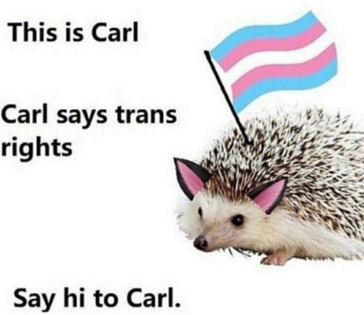 WillowTheFoxΘΔ🏳️‍⚧️🐾Pawbz are cute!🐾 tweet media