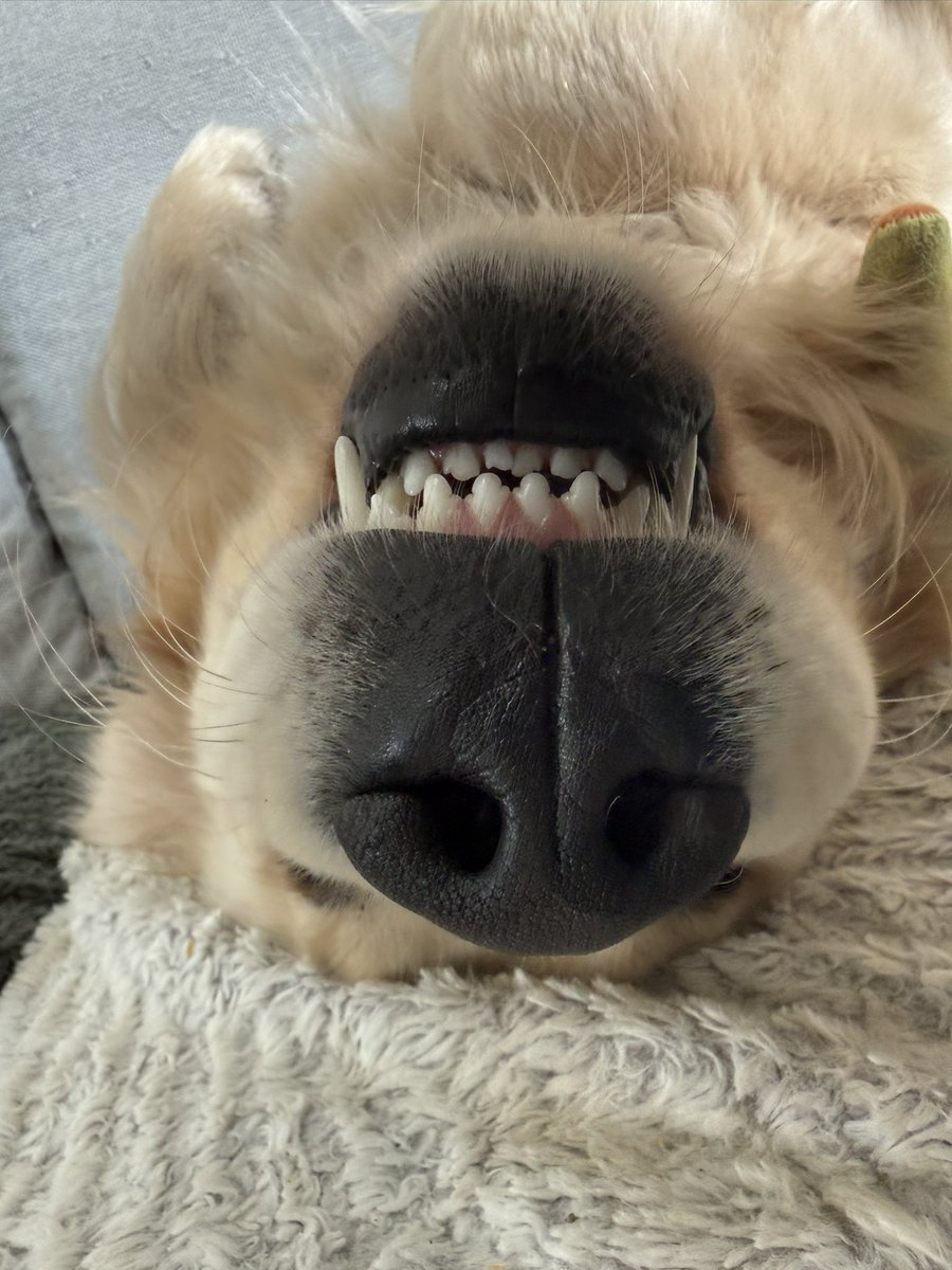 Rhobalas 🐙 tweet media