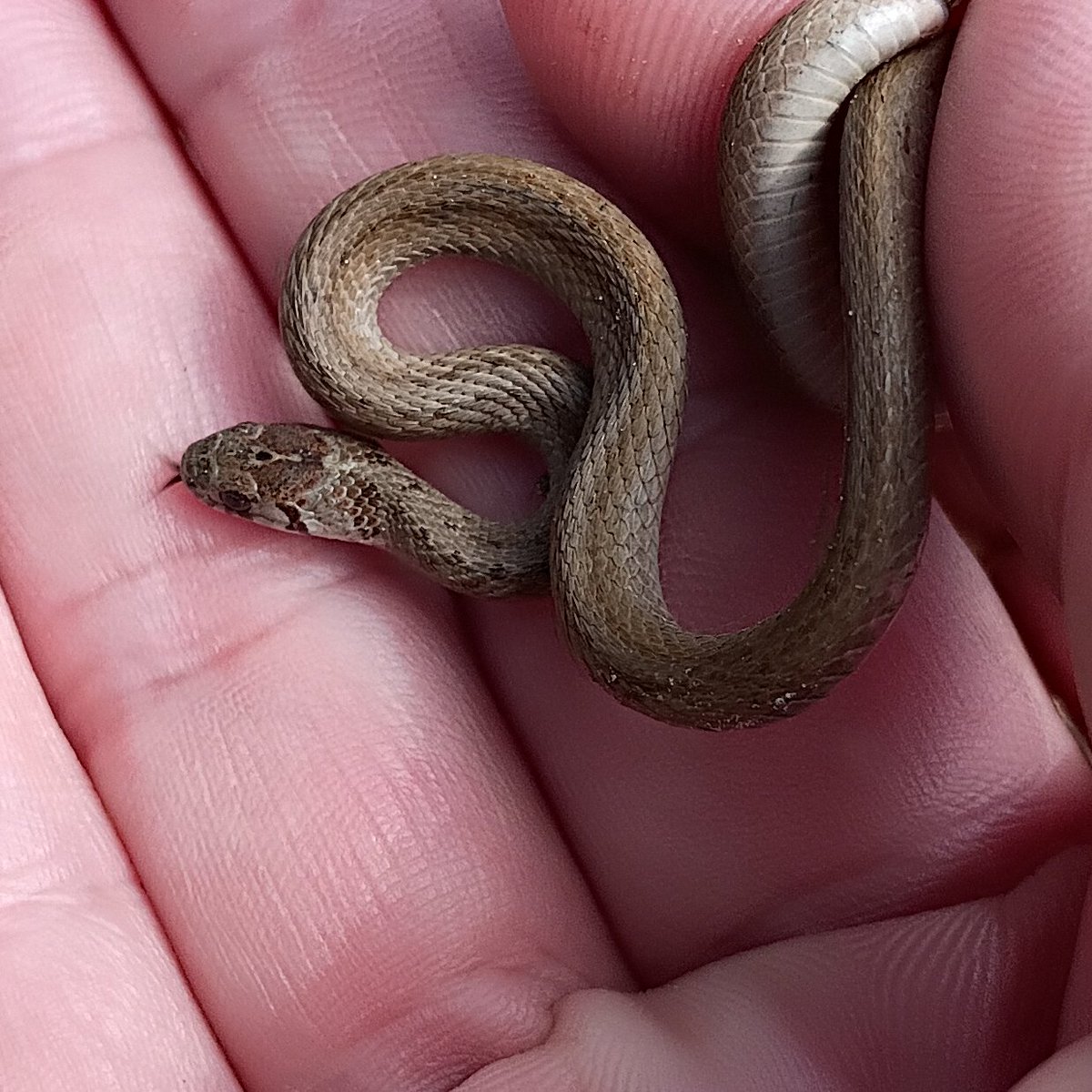 Joey ( l̶i̶k̶e̶s̶ f̶o̶o̶t̶b̶a̶l̶l̶) tweet media