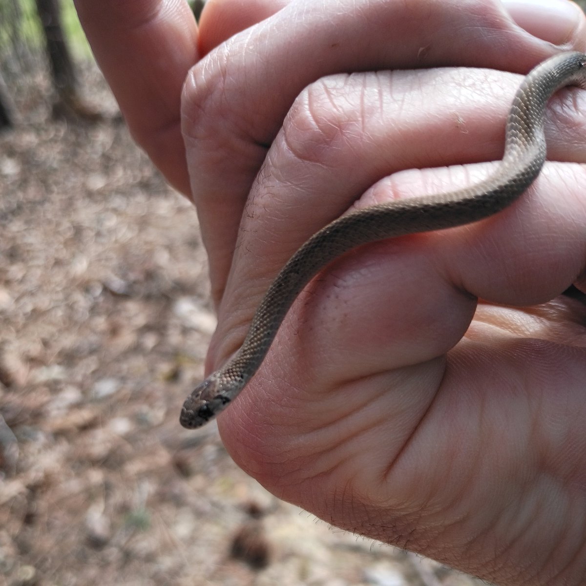 Joey ( l̶i̶k̶e̶s̶ f̶o̶o̶t̶b̶a̶l̶l̶) tweet media