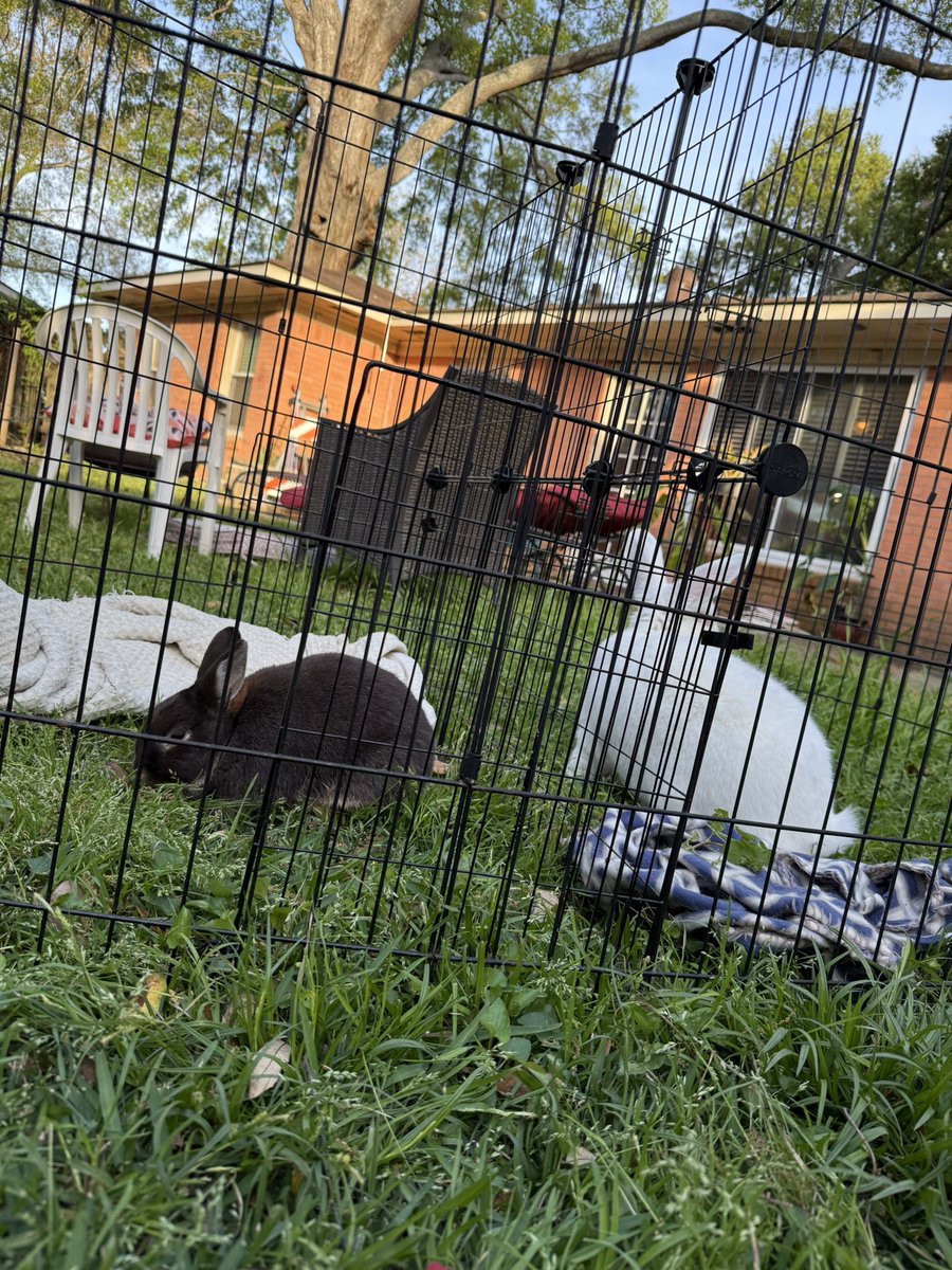 mango_teeth's tweet photo. Yesterday was a beautiful day for bunny bonding 😁 https://t.co/r9OhOcT0e2