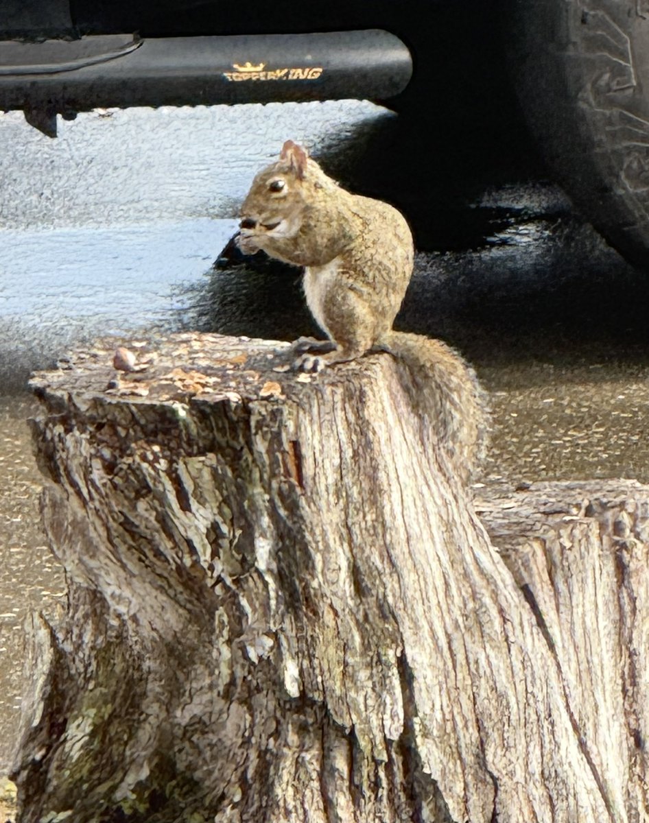 🇺🇸 Dave 🇺🇸 tweet media