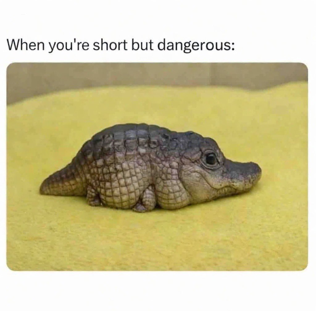 Spigg 🔶 tweet media