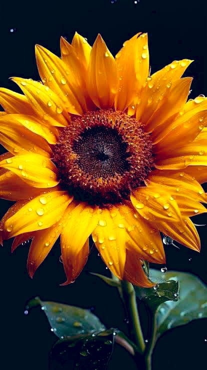 Олег Володарський tweet media