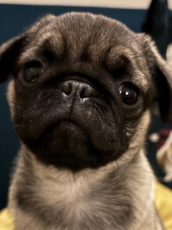 Glory Days Artwork 🌳 tweet media