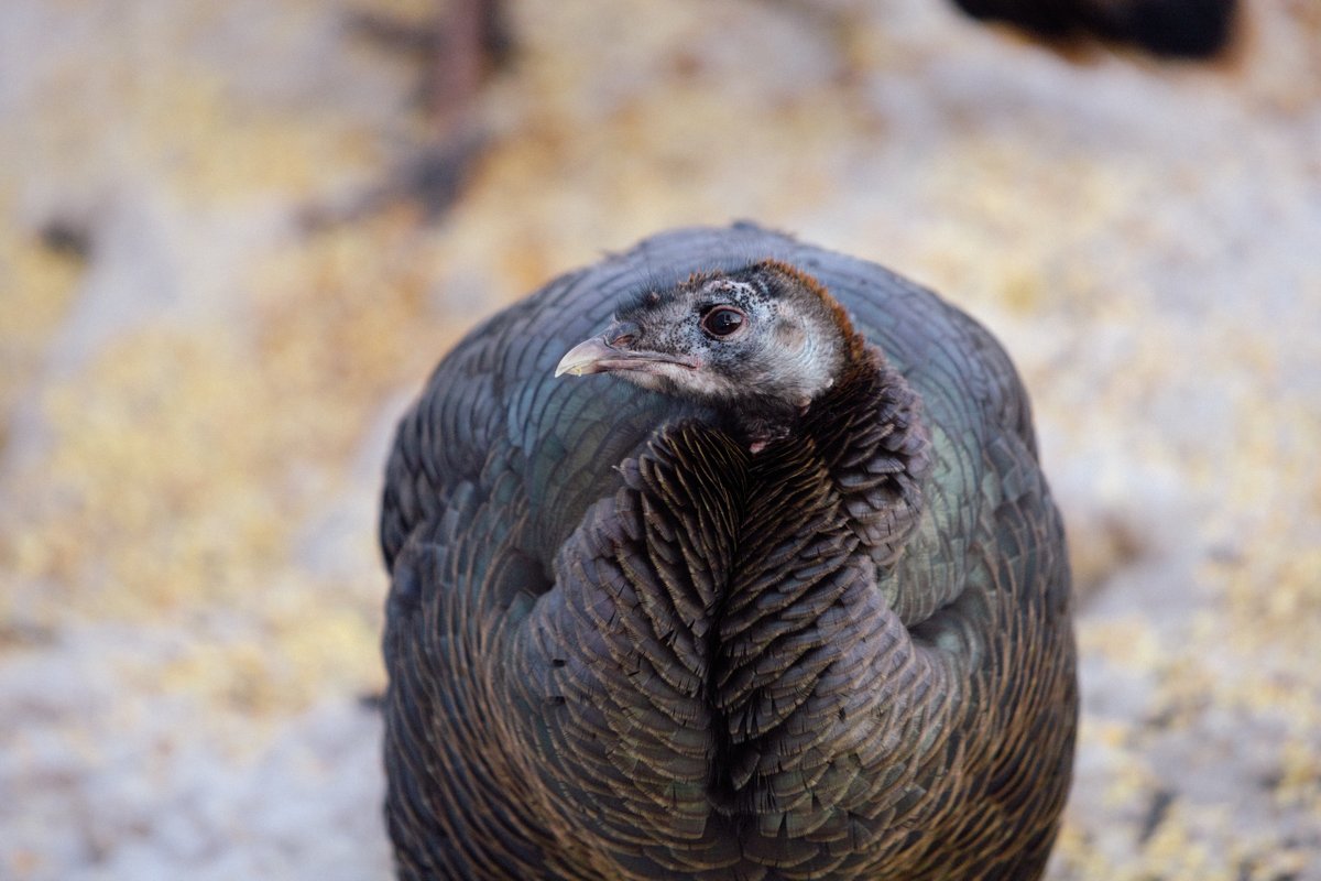 I_Love_Cats2014's tweet photo. Little Orphan Annie
Their Flickr account.
https://t.co/dWsf0tm78u
#PhotoThursday #nature #Photography #naturephotography #wildturkey #turkey #birding #bird #largebird https://t.co/mMVdTMsthf