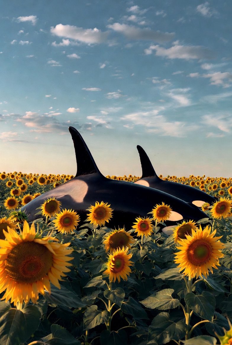 JoeyDoge42069 tweet media