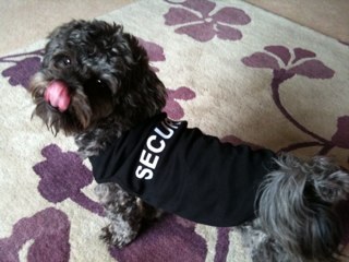 Noodle The Snoodle tweet media