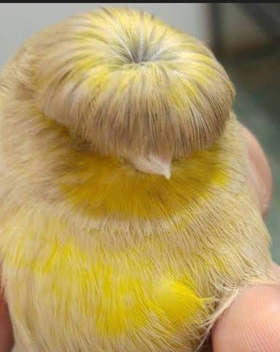 🧚‍♂️ tweet media