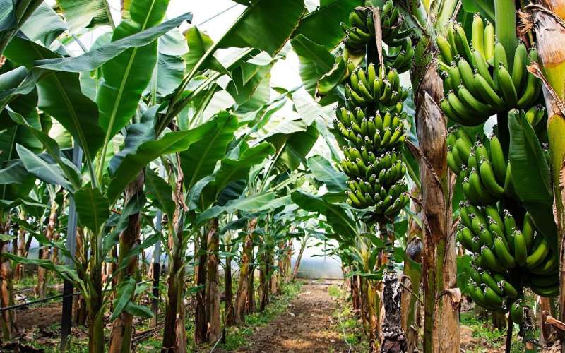 RCMRD_'s tweet photo. According to data in the African Agriculture Adaptation Atlas #AAAA factsheet for Kisii County which was launched today, the top priority crops based on their value of production identified are Bananas  at 43.09% , followed by tea at 38.13% , with African Leafy Vegetables 9.96%, coffee 5.12%, and avocado 3.71% also playing key roles in the county’s agricultural economy.

Similar data-driven insights are now available through the AAAA knowledge products launched this week across multiple counties-including Baringo, Migori, Siaya, Vihiga, Kisii, Baringo, and Kirinyaga-supporting evidence-based planning, resource allocation, and climate-resilient agriculture.
@BiovIntCIAT_eng  @AGRA_Africa @KisiiCounty045 
#Agriculture #Climatesmartagric